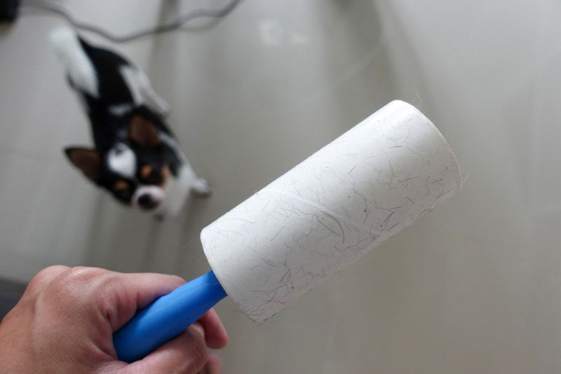 hand holding lint roller and chihuahua puppy dog looking on it