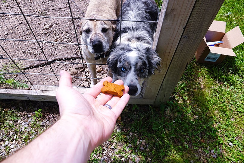 hand holding out cbdfx dog treat to the two dogs
