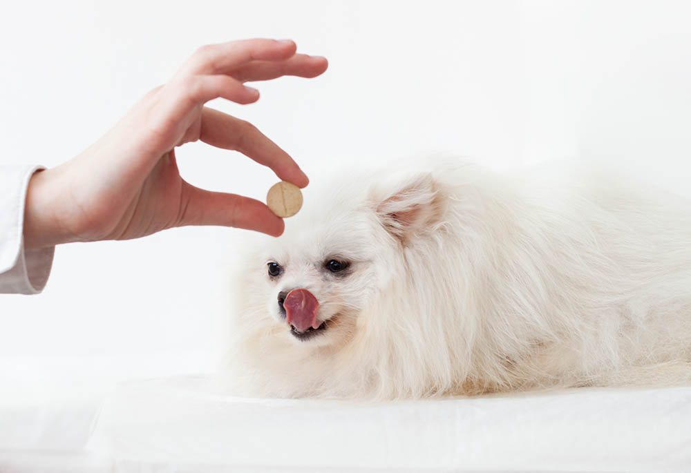 hand holding pill in front of pomeranian dog