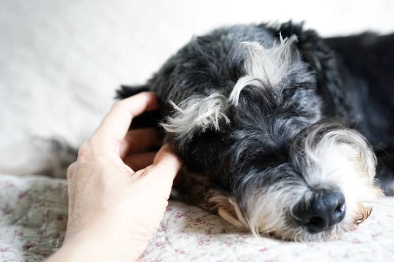 hand touching and caring a black miniature schnauzer dog