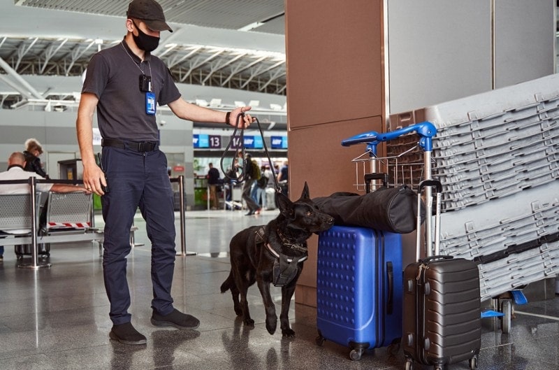 handler and detection dog in an airport