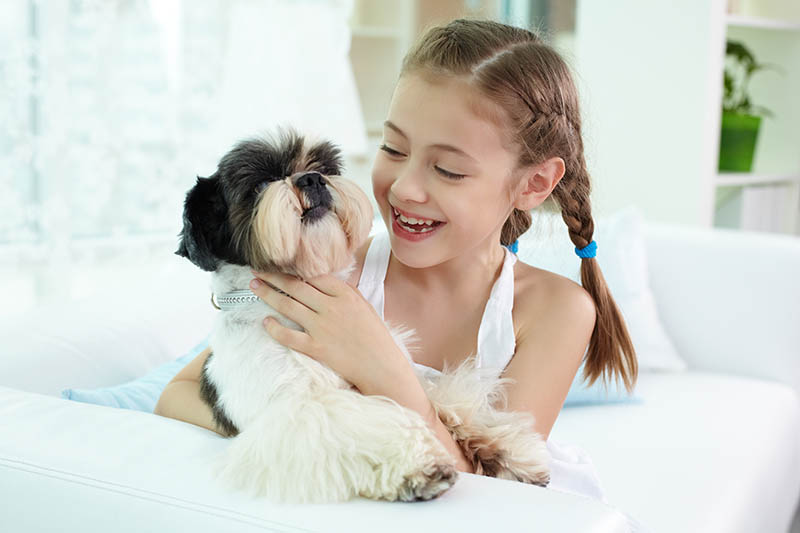 happy girl holding shih-tzu dog and looking at it