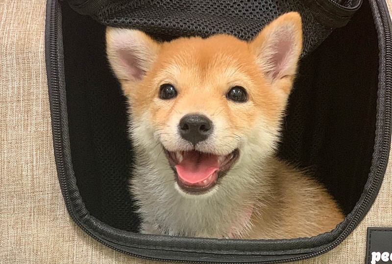 Happy mini Shiba Inu puppy inside a carrier bag