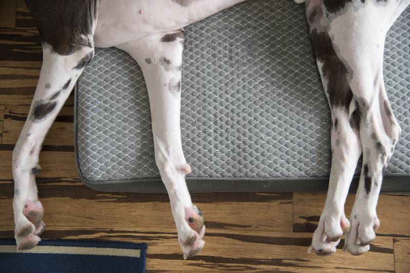 harlequin great dane dog legs sleeping on bed over hardwood floors