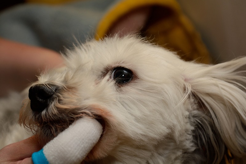 havanese dog gettings its teeth brushed