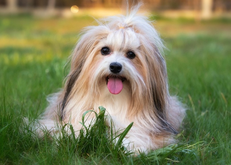 Top 20 Most Popular Dog Breeds in Canada of 2024 With Info Pictures Dogster