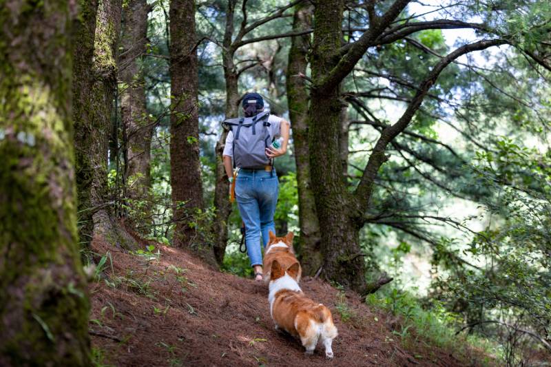 hike in the forest with two corgis
