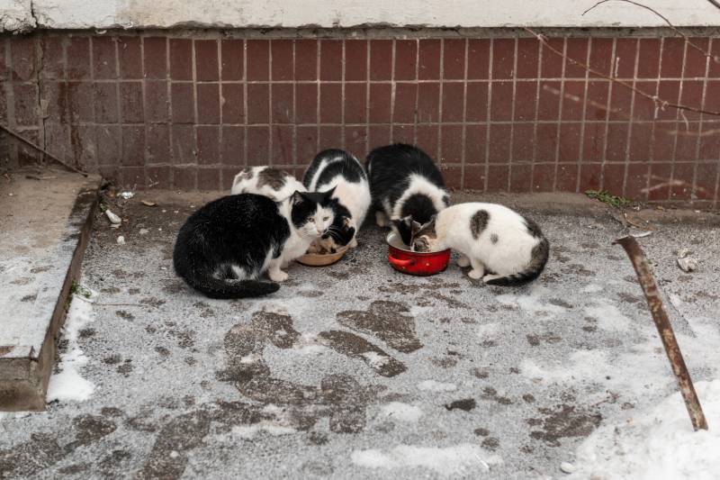 homeless cats eat junk food outdoors