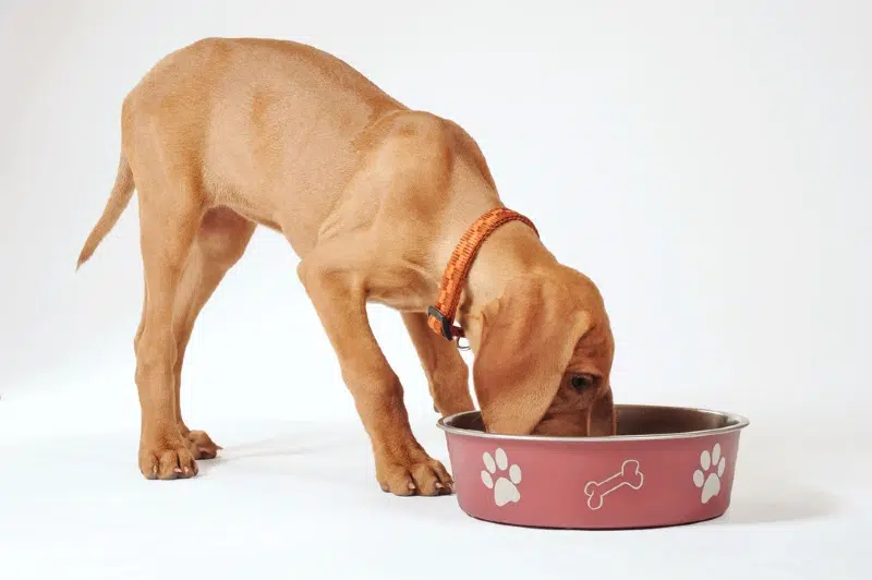 cachorrinho vizsla húngaro comendo comida de uma tigela