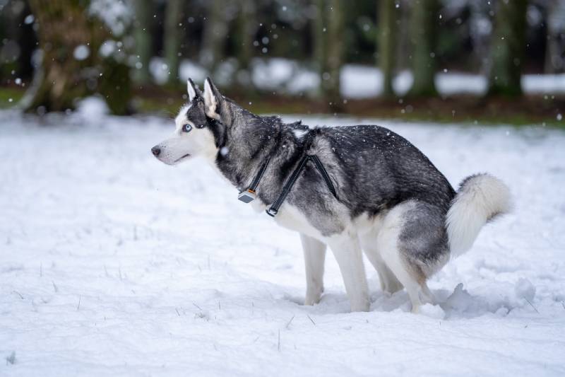 husky breed dog doing pooing in the snow