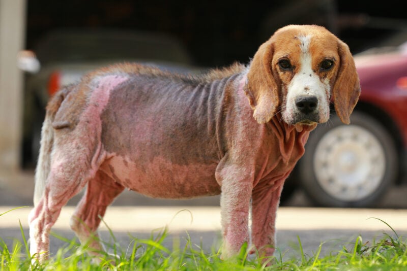 ill beagle dog with Demodicosis red mange