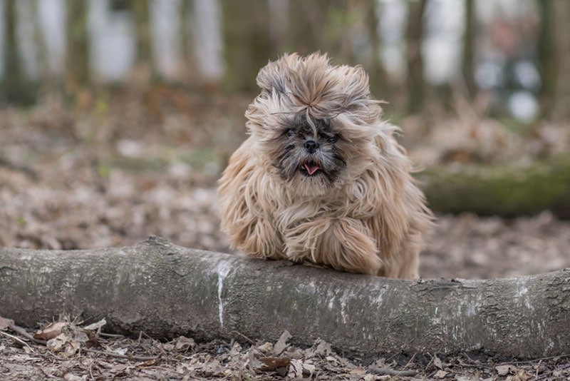 imperial shih tzu dog jumps over a tree trunk in the forest