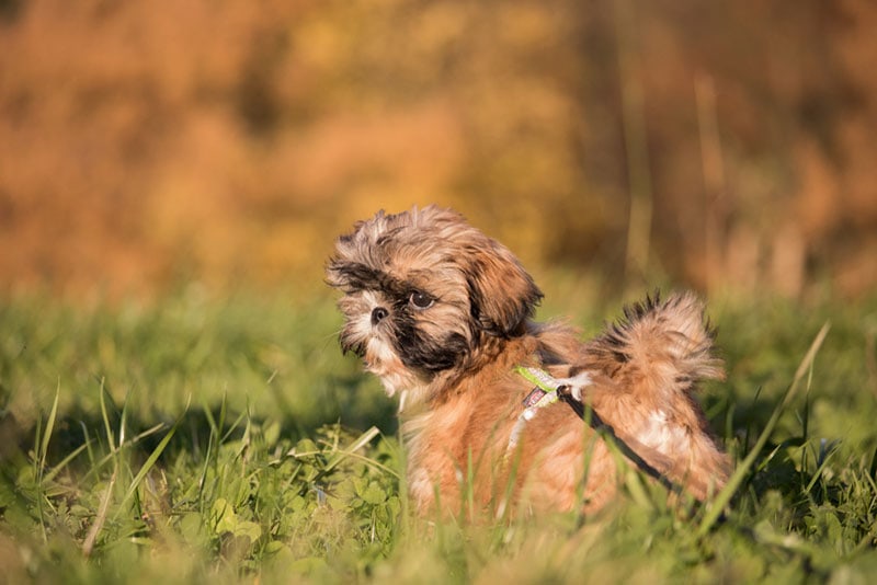 teacup shih tzu dog standing in a meadow