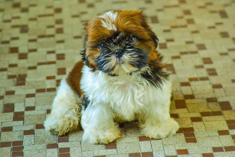 imperial shih tzu puppy lying on the floor