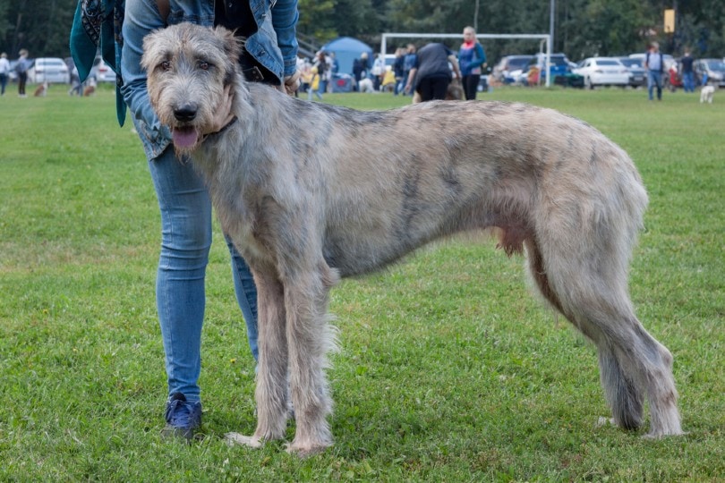 irish wolfhound is standing on a green meadow
