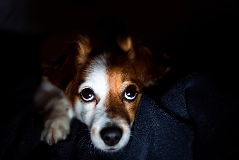 jack russel dog resting in the dark