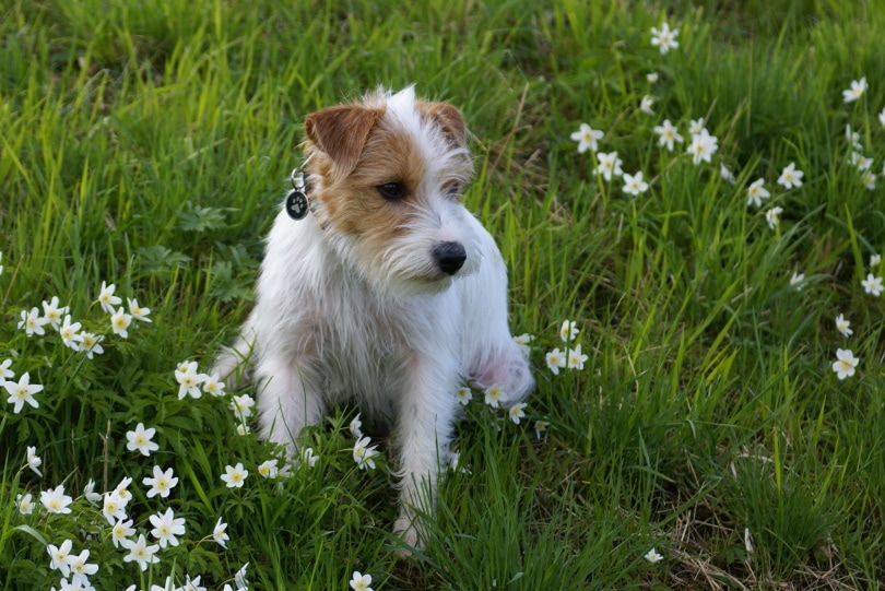 jack russel terrier on grass