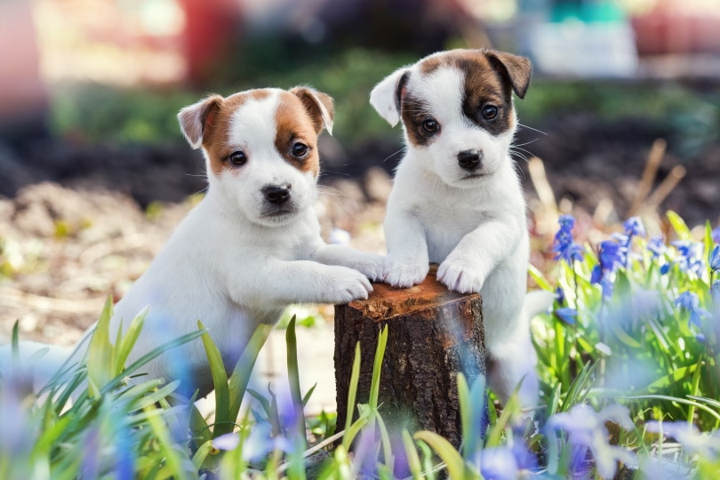 jack russel terrier puppies