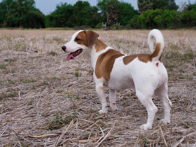jack russell beagle mix dog standing outdoors