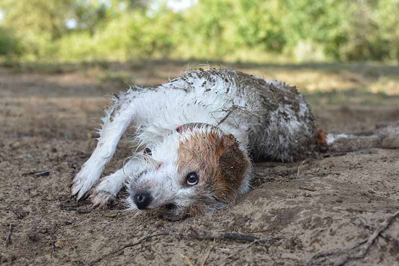 jack russell dog in a mud puddle