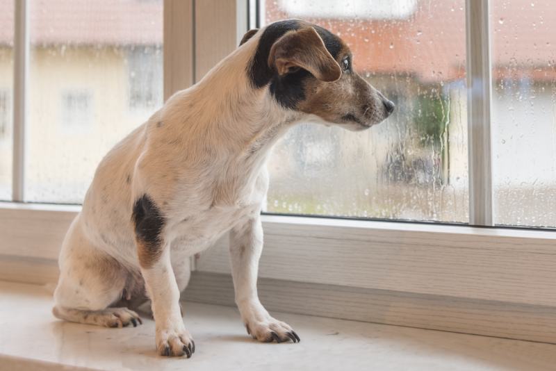 jack russell terrier dog looking through the window while raining