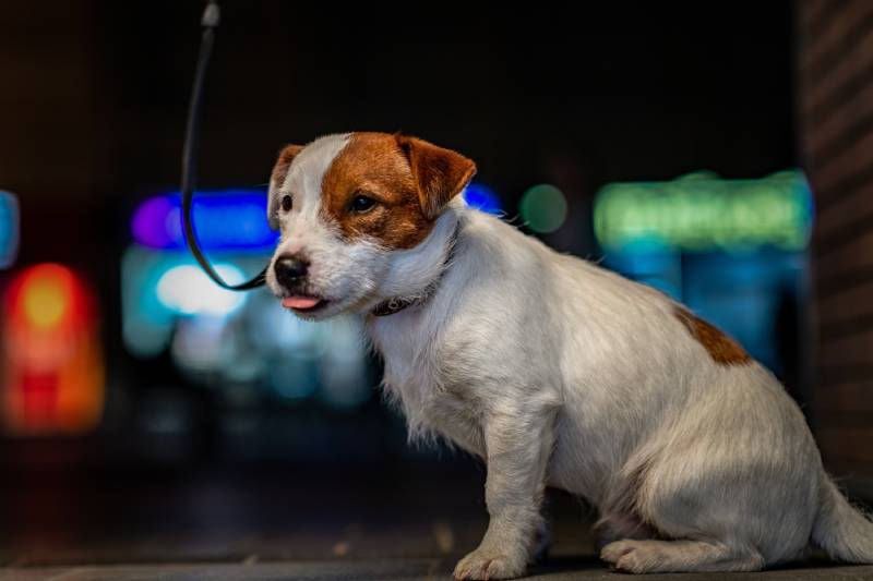 jack russell terrier dog on a walk in the city at night in neon light