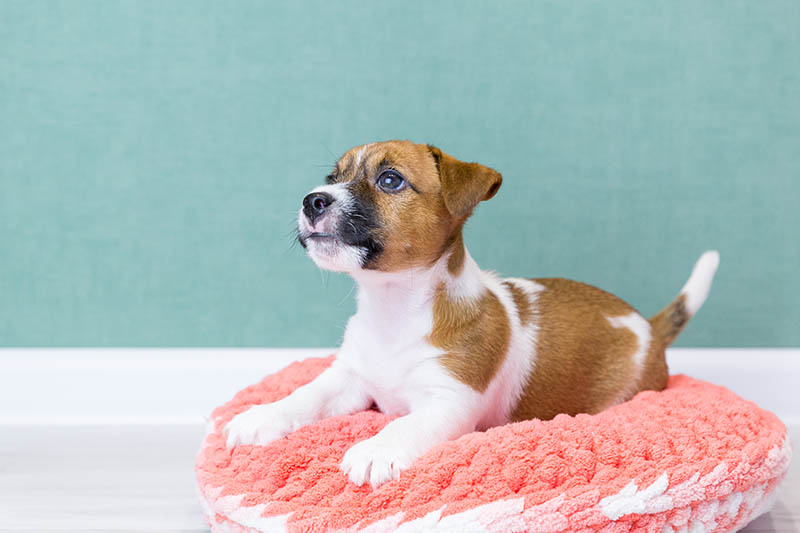 jack russell terrier lies on a pink donut bed