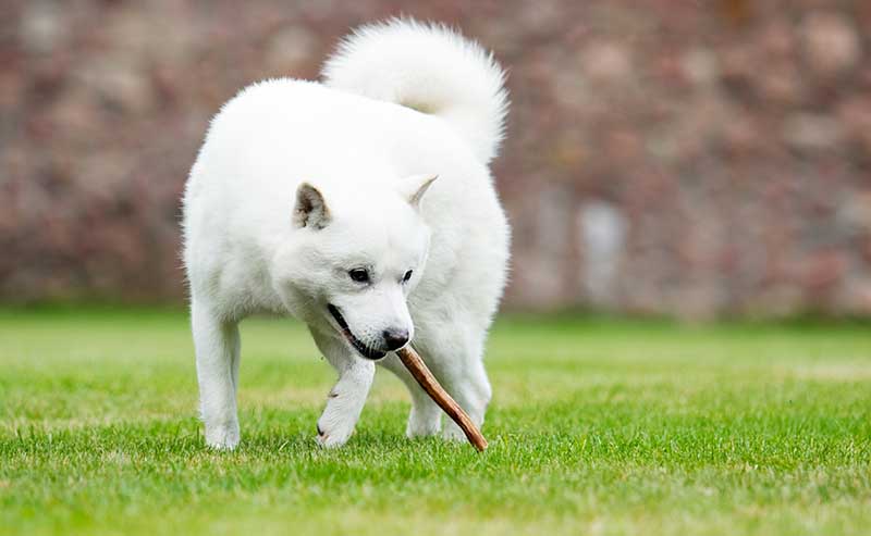 japanese hokkaido dog playing on the grass