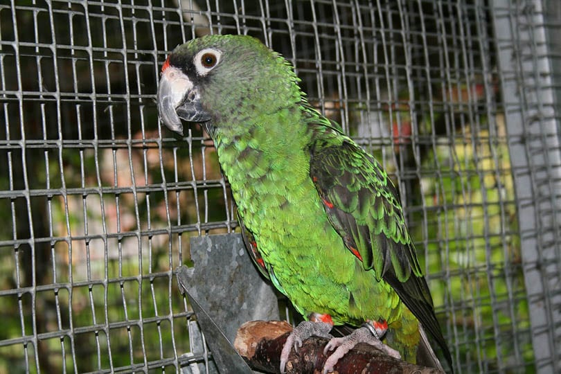 jardines-parrot in a cage