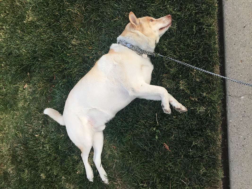 Jindo Husky mix dog lying on the grass