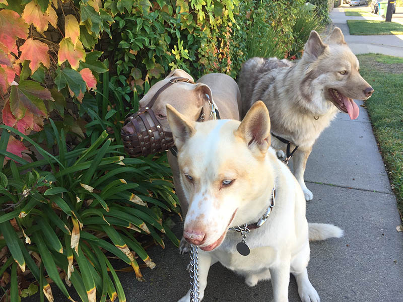 jindo husky mix dog went for a walk with other dogs