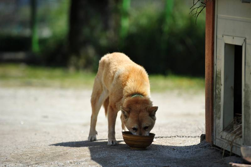 jinjo dog eating outdoors