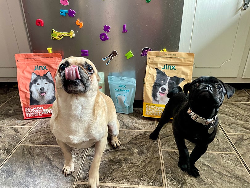 jinx kibble, dental chews, and tender recipe at the back of two dogs