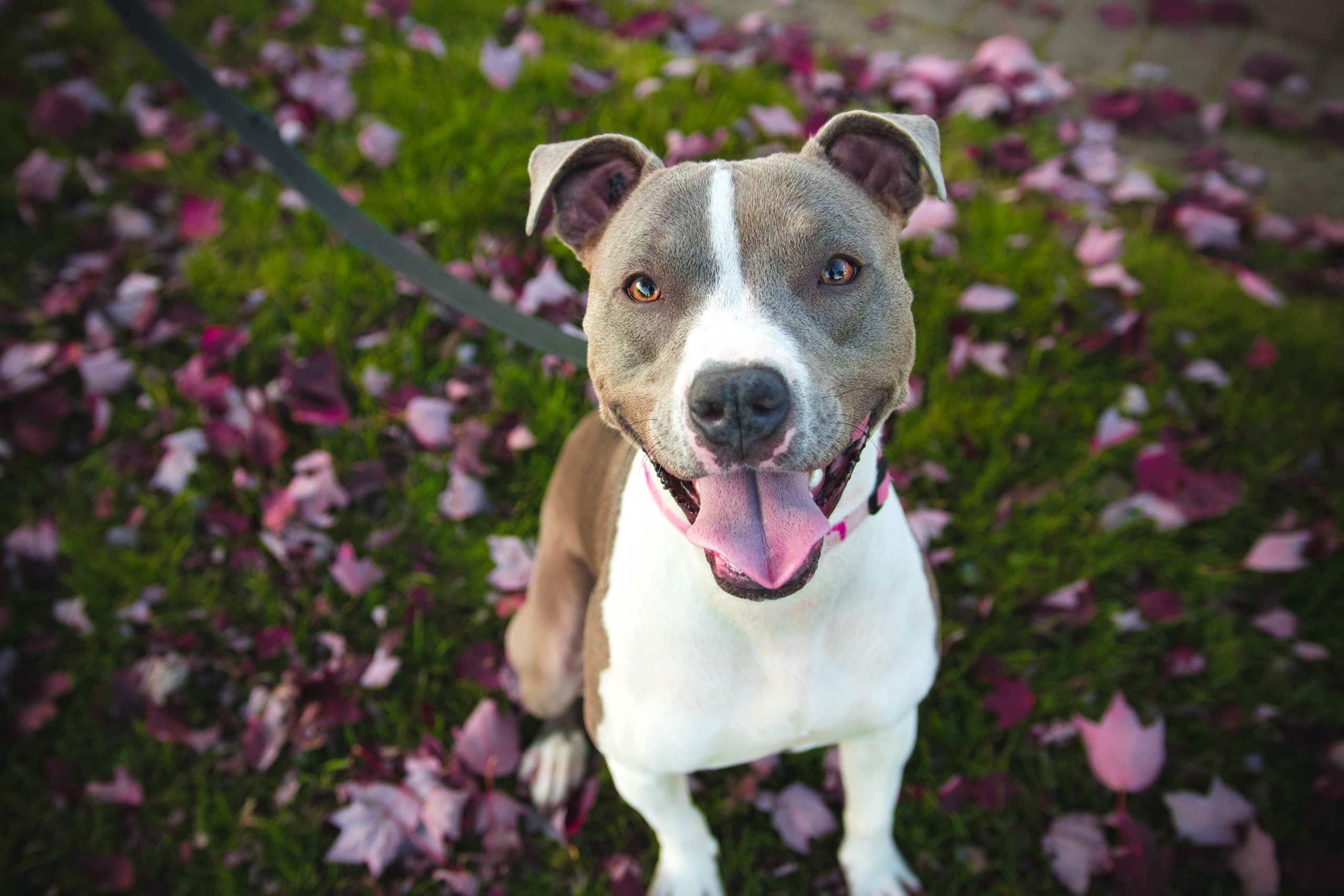 American Pitbull Terrier com flores