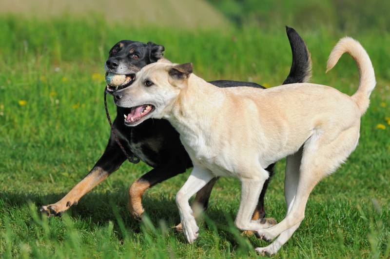 kanaan-shepherd and terrier dogs run with ball outdoors