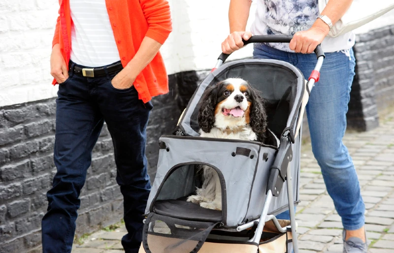 king charles spaniel in a pet stroller