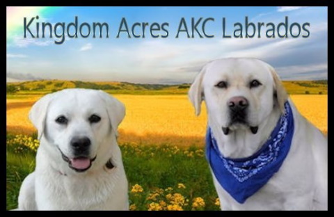 kingdom acres AKC logo