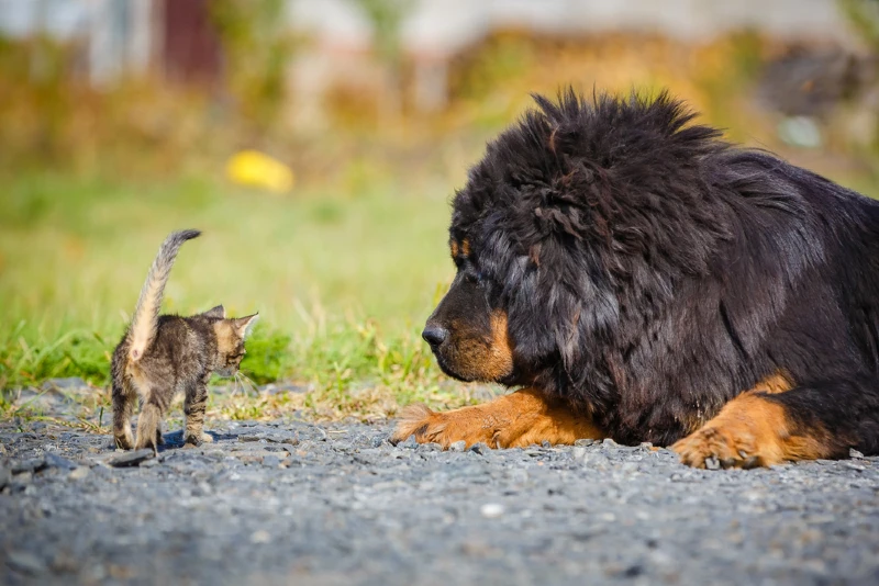 kitten approaching a tibetan mastiff dog outdoors