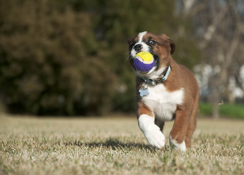 labernard puppy running with a ball