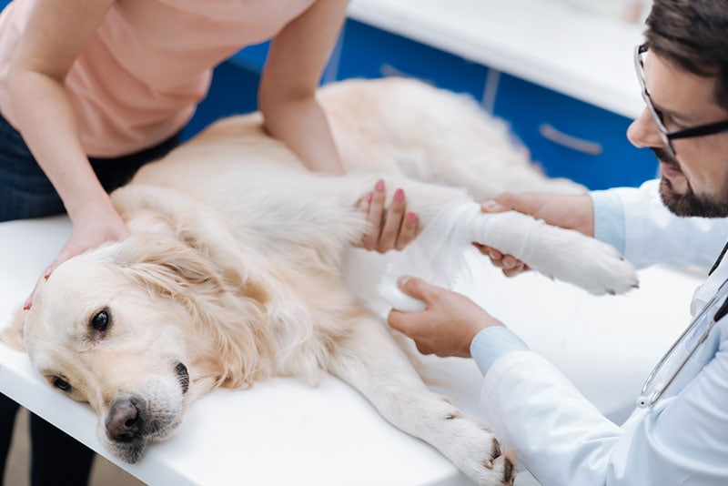 labradog dog getting its leg bandage by a vet