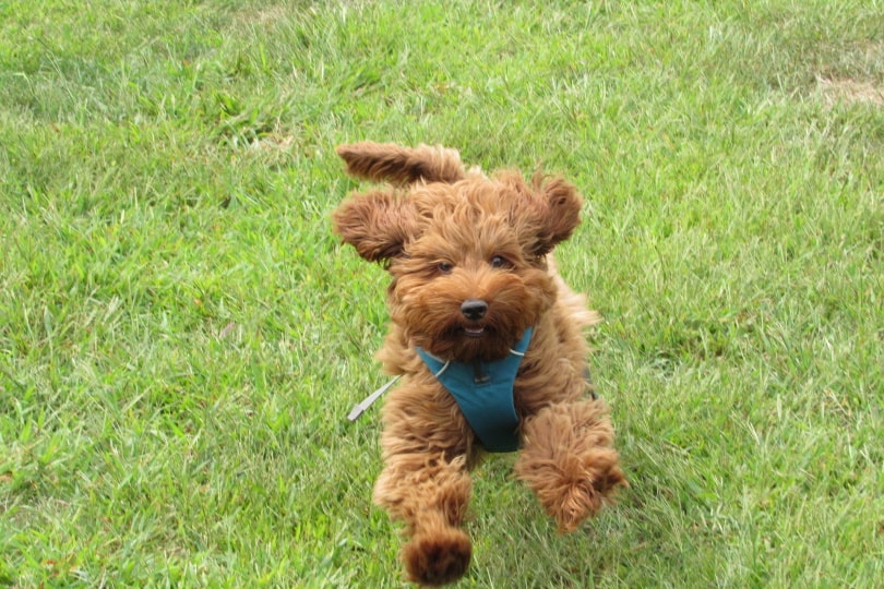 labradoodle puppy playing