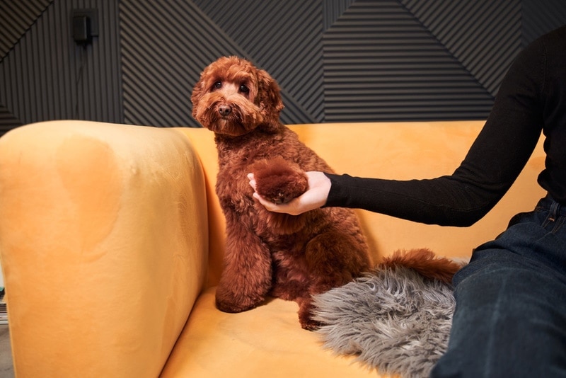 labradoodle sitting on soffa with his owner