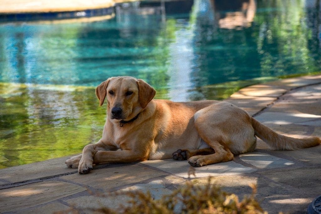 labrador by the pool
