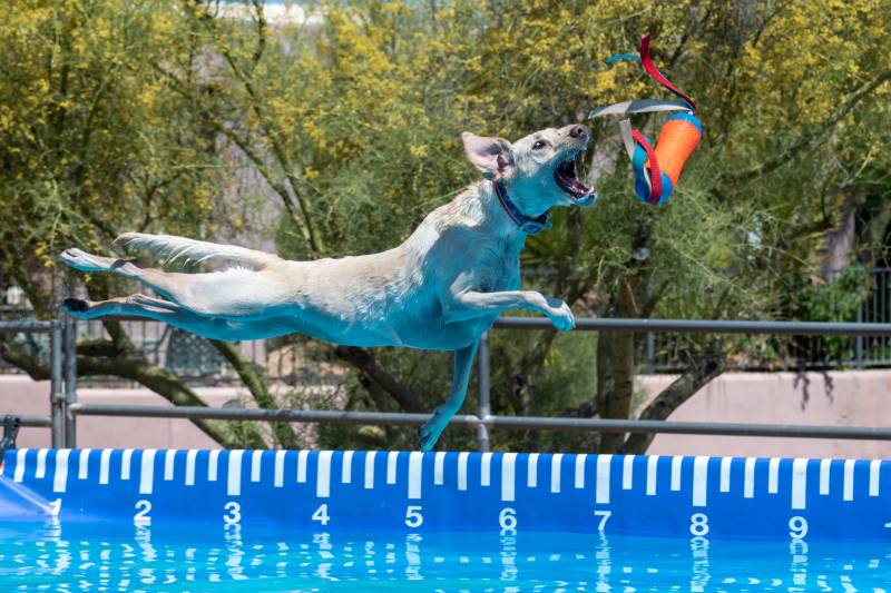 labrador dog catching a toy during an event after jumping off a dock over a pool