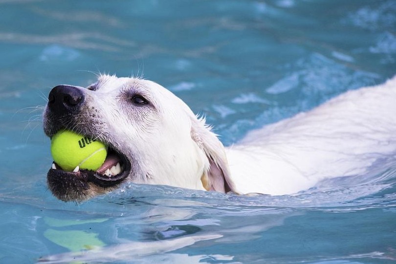 labrador dog fetching a tennis ball on water