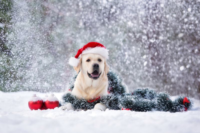 labrador dog in santa hat posing outdoors in snow