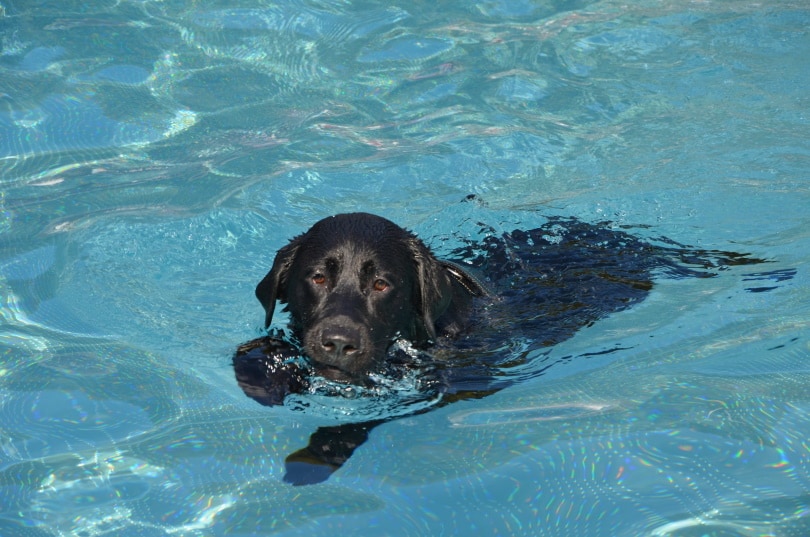 labrador dog swimming