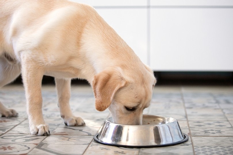 labrador dog eating from a feeding bowl