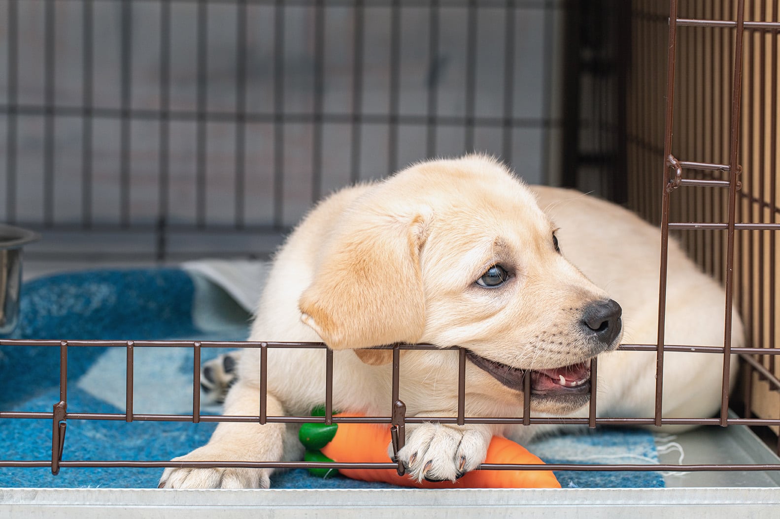 labrador puppy bites cage