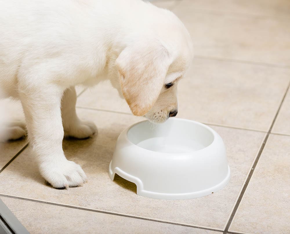 Labrador puppy drinking water